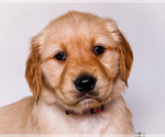 Small #1 Golden Retriever