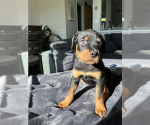 Rottweiler Puppy for sale in BENICIA, CA, USA