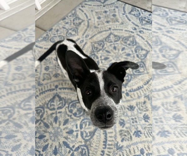 Medium Photo #4 Mutt Puppy For Sale in Sandy, UT, USA