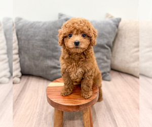 Cavapoo (Standard) Puppy for sale in DUNDEE, OH, USA
