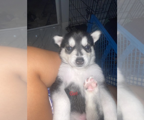 Medium Photo #5 Siberian Husky Puppy For Sale in LEHIGH ACRES, FL, USA