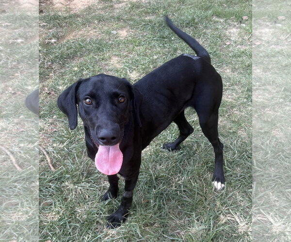 Medium Photo #2 Labrador Retriever-Unknown Mix Puppy For Sale in Wetumpka, AL, USA