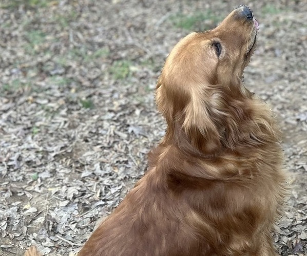Medium Photo #1 English Cream Golden Retriever Puppy For Sale in MCCOMB, MS, USA