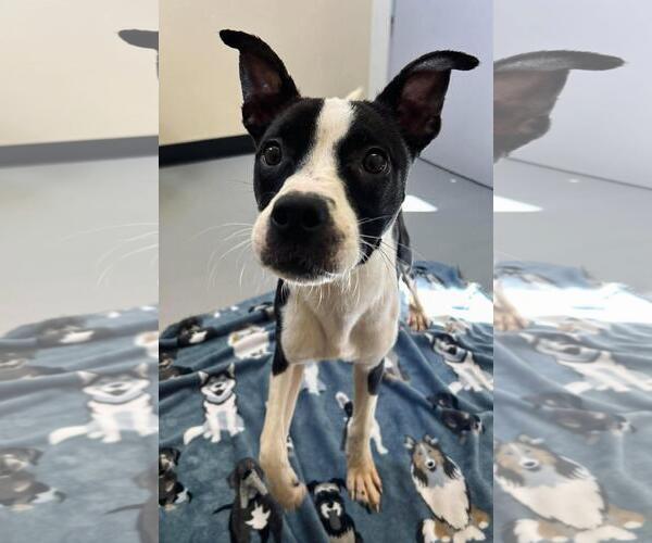 Medium Photo #1 Boston Terrier-Unknown Mix Puppy For Sale in Rockwall, TX, USA
