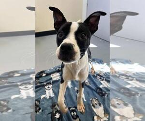 Boston Terrier-Unknown Mix Dogs for adoption in Rockwall, TX, USA