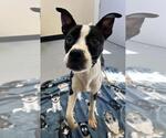 Olive - Female Boston Terrier-Unknown Mix Dog for Adoption - Small photo