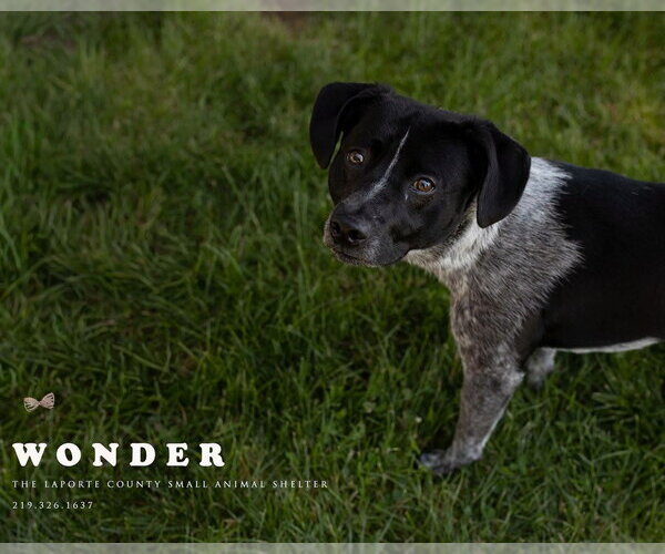 Medium Photo #3 Mutt Puppy For Sale in La Porte, IN, USA