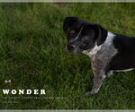 Small #2 Mutt