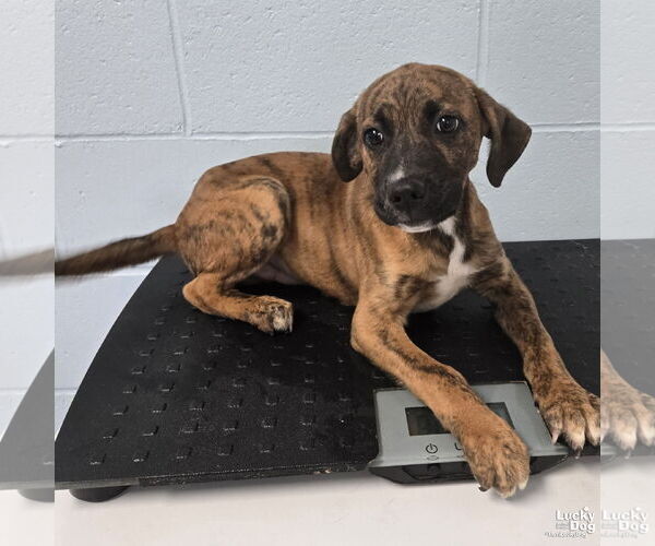 Medium Photo #1 Plott Hound-Unknown Mix Puppy For Sale in Washington, DC, USA