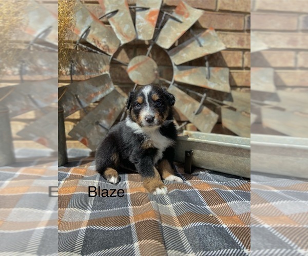 Medium Photo #12 Miniature American Shepherd Puppy For Sale in MANSFIELD, MO, USA