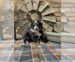 Small #11 Miniature American Shepherd