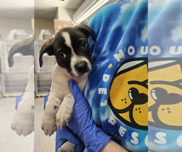 Medium Photo #4 Mutt Puppy For Sale in Candler, NC, USA