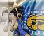 Small #3 Mutt