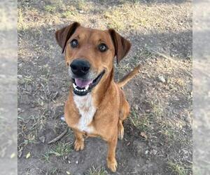 Labrador Retriever-Unknown Mix Dogs for adoption in Conroe, TX, USA