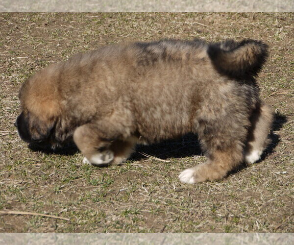Medium Photo #10 Great Pyrenees-Tibetan Mastiff Mix Puppy For Sale in Lillooet, British Columbia, Canada