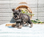 Small #3 Schnauzer (Miniature)