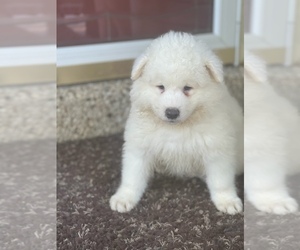 Samoyed Puppy for Sale in LOUISVILLE, Kentucky USA