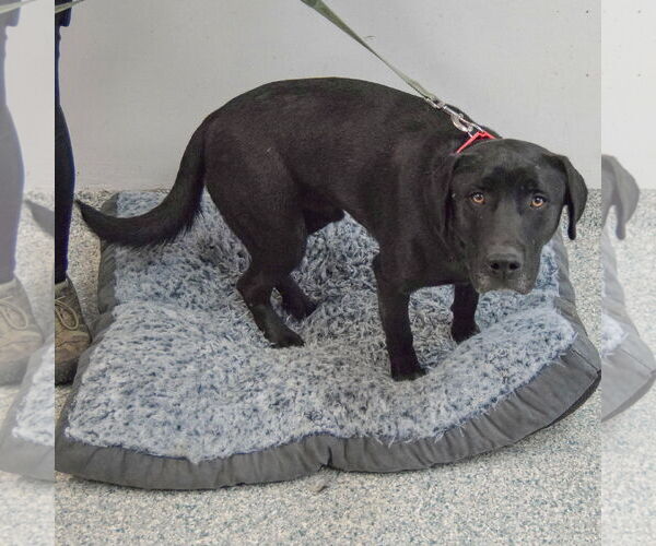 Medium Photo #4 Mutt Puppy For Sale in Huntley, IL, USA