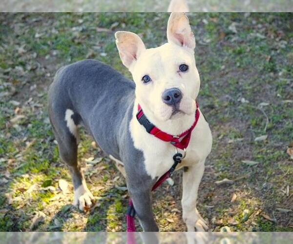 Medium Photo #4 American Staffordshire Terrier Puppy For Sale in Tallahassee, FL, USA