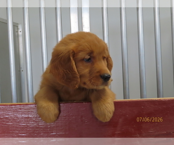 Medium Photo #3 Golden Retriever Puppy For Sale in THORP, WI, USA