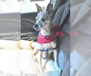 Chihuahua-Unknown Mix Dogs for adoption in Ventura, CA, USA