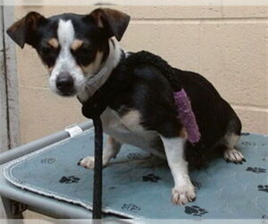 Chihuahua Dogs for adoption in Downey, CA, USA