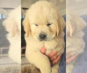 English Cream Golden Retriever Puppy for sale in GRAND TERRACE, CA, USA