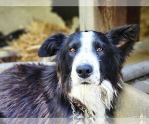 Border Collie Dogs for adoption in Paso Robles, CA, USA