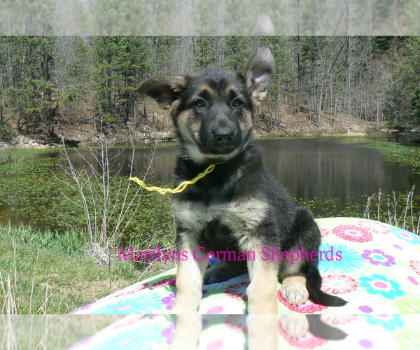Medium Photo #1 German Shepherd Dog Puppy For Sale in PIEDMONT, MO, USA