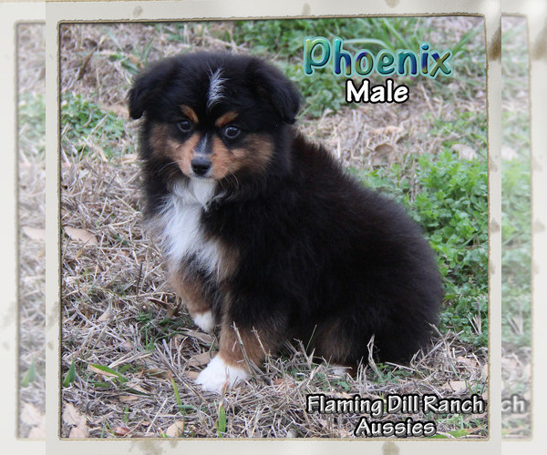 Full screen Photo #3 Miniature Australian Shepherd Puppy For Sale in FORESTBURG, TX, USA