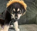 Small #1 Beagle-Siberian Husky Mix