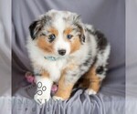 Small Photo #6 Miniature Australian Shepherd Puppy For Sale in REBERSBURG, PA, USA