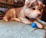 Small Photo #8 Alaskan Husky Puppy For Sale in YACOLT, WA, USA