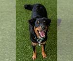 Small Australian Shepherd Mix