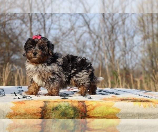 Medium Photo #1 ShihPoo Puppy For Sale in DYERSBURG, TN, USA