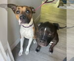 Small #8 American Staffordshire Terrier Mix