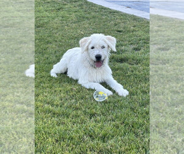Medium Photo #2 Labrador Retriever Puppy For Sale in Dana Point, CA, USA