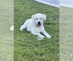 Small #1 Labrador Retriever