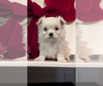 Small Photo #49 Maltese Puppy For Sale in GOSHEN, IN, USA