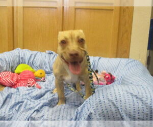 American Pit Bull Terrier-Dachshund Mix Dogs for adoption in Ocala, FL, USA