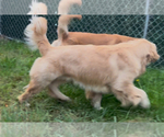 Small #9 Golden Retriever
