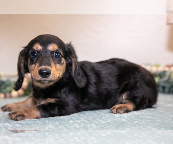 Medium Photo #3 Dachshund Puppy For Sale in NAPPANEE, IN, USA