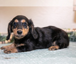 Small #2 Dachshund