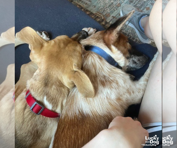 Medium Photo #8 Red Heeler-Unknown Mix Puppy For Sale in Washington, DC, USA