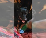 Small #12 German Shepherd Dog
