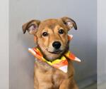 GINNY LOU - Female Mutt Dog for Adoption - Small photo