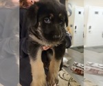 Small Photo #3 German Shepherd Dog Puppy For Sale in AURORA, CO, USA