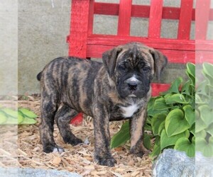 Boerboel Puppy for sale in HOLTWOOD, PA, USA