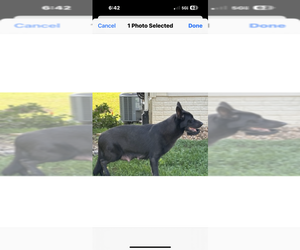 Mother of the German Shepherd Dog puppies born on 06/02/2025