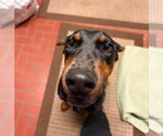 Small #1 Doberman Pinscher